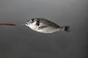 Neukunde gewonnen: Designagentur Hamburg fängt fetten Fisch als neues Social Media Projekt